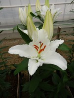 [5327 Sambuca VWS No01.JPG]